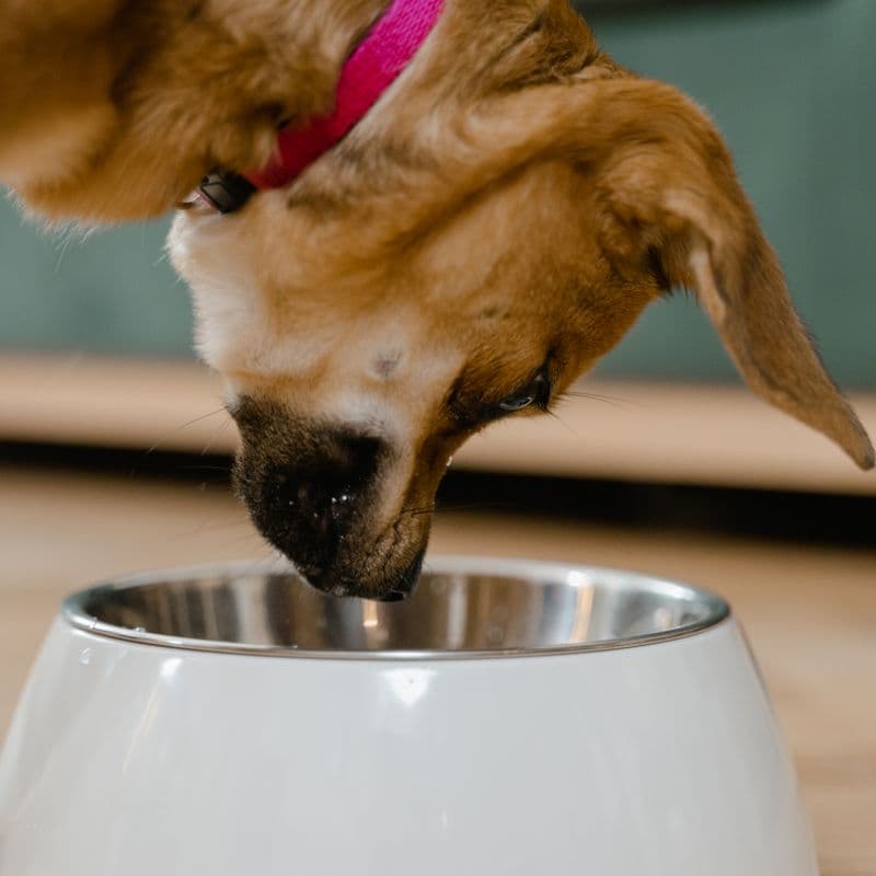 Yavru Köpek Maması